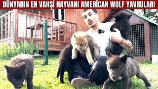 Dünyanin En Vahşi̇ Hayvani Ameri̇can Wolf Yavrulari