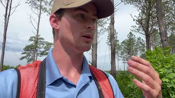 First thinning loblolly pine for revenue and wildlife!