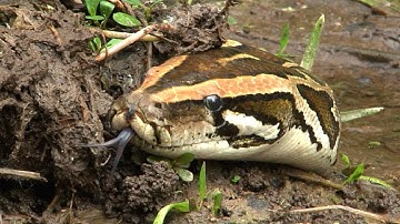 Python stalks Alligator 02 - Time Lapse - Dangerous Animals in Florida