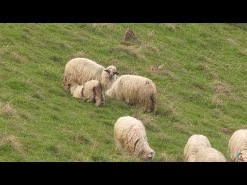 Aflăm secretul brânzei de Sibiu, la Exclusiv în România, pe TVR1