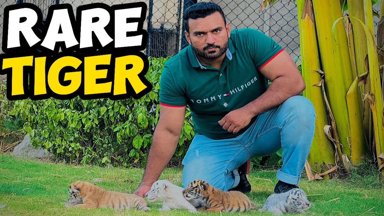 Thank you white Tigeres For the First Time in the world 4 tiger Colours at Same Time & Same Age 🐅🥰🐯