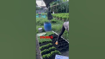 Hoa Cúc Giống Ninh Giang Khánh Hòa A Nhàn Pha Lê Đại Đóa Khu A Xuất Ngày 9/10/2024 ÂL #shorts