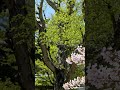 Hidden Temple Garden in Spring | Peaceful Japan Shorts #japan #lostjapan #japanesegarden