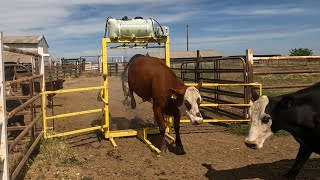 Time to Set Up the Cow Sprayer!