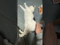 今日のマリちゃん 2024.04.02 #猫 #愛猫 #飼い猫 #ミックス #家猫 #猫のいる暮らし