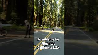 Avenida de los gigantes,California con la Transalp😮🏍️@honda_powersports_us @honda_motos_mx