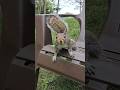 Adorable Squirrel Placing Order For Peanuts🥜