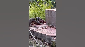python vS monitor lizard