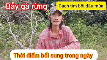 Bẫy gà rừng. Thời gian bẫy rừng đầu mùa Cách tìm bổi