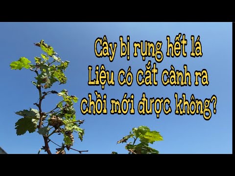 Video: Cách Chuẩn Bị Lá Nho Cho Mùa đông