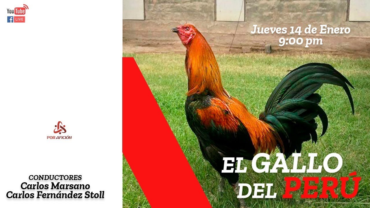El Gallo del Perú