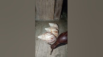 The giant snail avoids three snail shells that block its path #shorts
