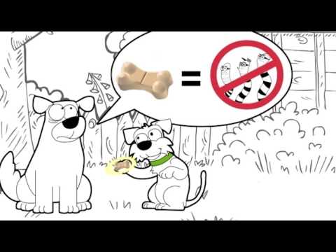 Video: Zweepwormen Bij Honden
