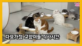 다묘가정 고양이들 식사 시간 by 써니포캣 sunny4cats 423 views 2 years ago 4 minutes, 9 seconds