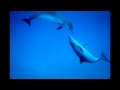 Miniature de la vidéo de la chanson Dolphins Cry