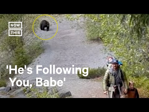 Bear Stalks Family Along Hiking Trail 😳