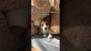 Corgi is Beary Scared 😱🐻 #shorts #cute #corgi
