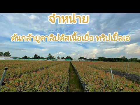 วีดีโอ: ฉันสามารถหาต้นยูคาลิปตัสแท้ได้ที่ไหน?