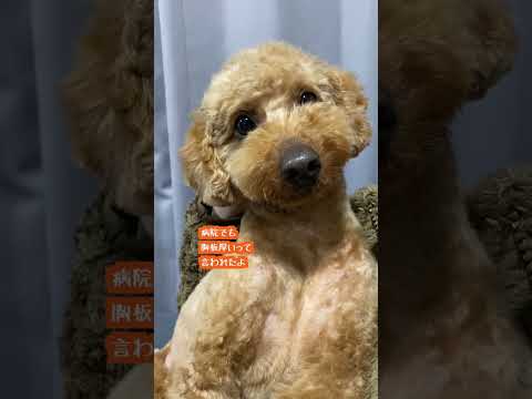 【デカプー】散歩で鍛えた筋肉モリモリのトイプードルがこちら