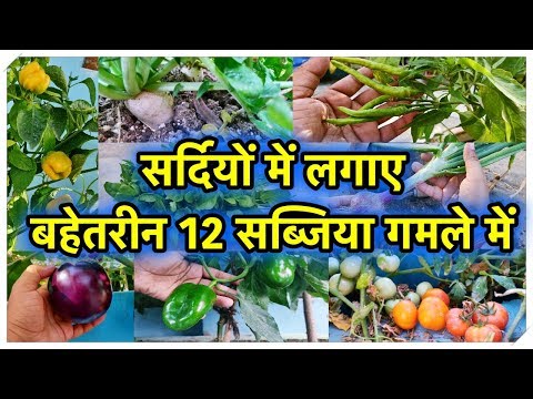 वीडियो: सर्दियों में क्या बोना है?