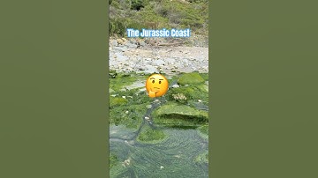 Spot The Fossil Nautilus ⁉️#beachfinds#nautilus#jurassiccoast