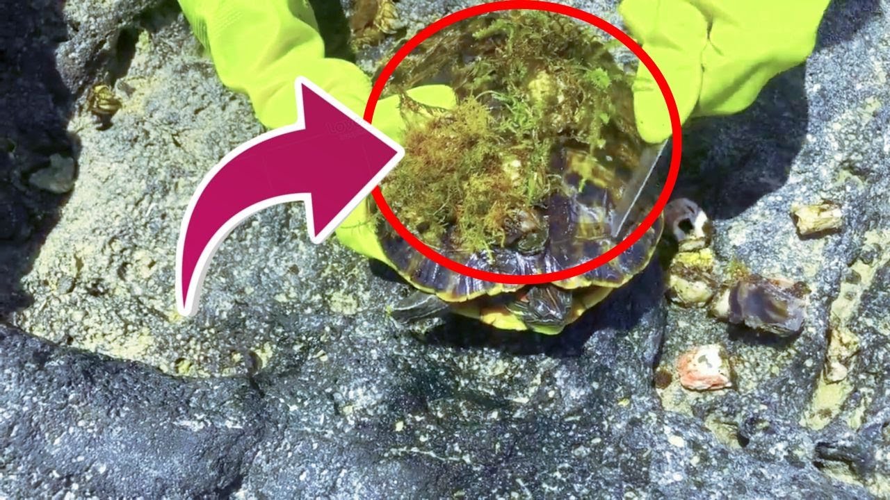 HORRIFIC TRUTH! These Gentle Creatures Are DYING in Agony Beneath the ...