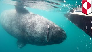 Oldest living animal: Is this Greenland shark really 512 years old? - TomoNews