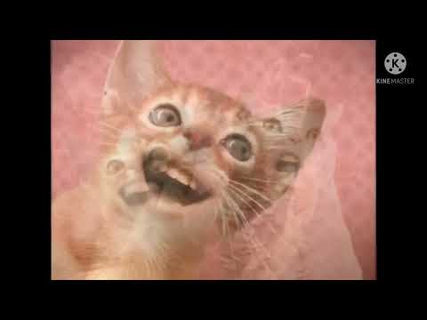 Numa Cat (Every going a new song in 10 seconds)