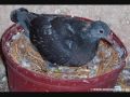 Day to Day pigeon growth progress