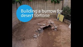 Building burrow for desert tortoise