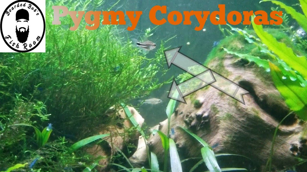 How Many Dwarf Corydoras In A 10 Gallon