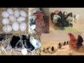Incubation of the hen, the moment of exit of the chicks and the stages of chick growth