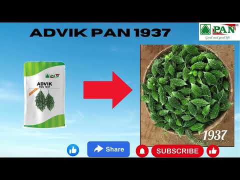 ADVIK PAN 1937 .... BITTERGOURD