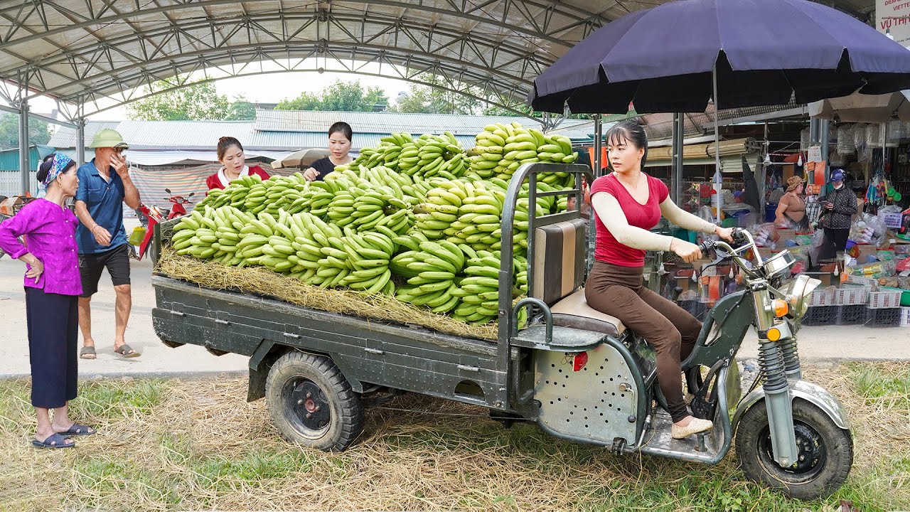 REWIND TIMALAPSE --166 Days Harvest Biggest Banana Bunch, Many Ducks, Quail,...Go To Market Sell
