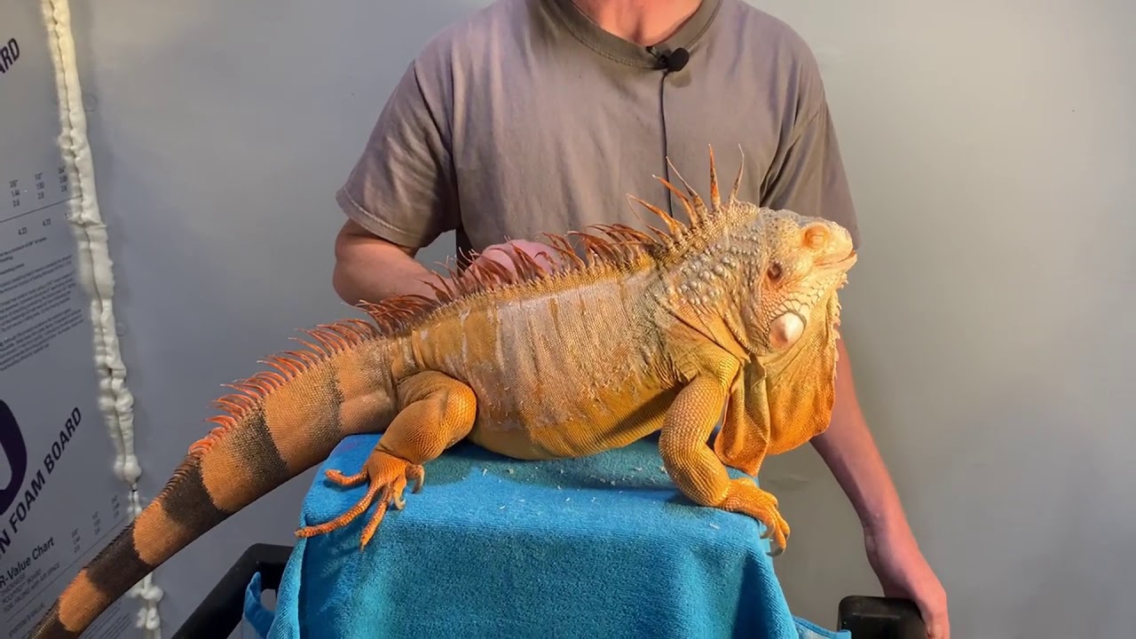 How Big Do Red Iguanas Get?