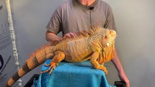 Buddy the big red iguana over the years