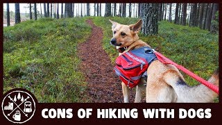 3 reasons why you shouldn't hike with your dog (and why I still do)