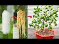 Techniques to propagate lemon trees that produce fruit quickly do not cost much