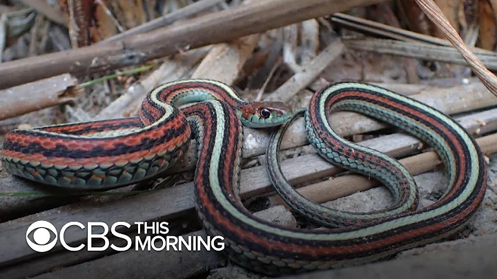 Garter Snakes, an endangered species, find refuge at San Francisco International Airport