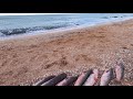 Ночная ловля пиленгаса на Арабатской стрелке в октябре 2021г.Шок!!!..Погибшие дельфины.Крым.