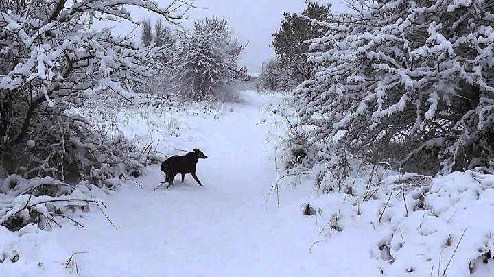 Lola the whippet walking  in the snow