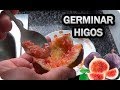 Germinar Un Higo Y Tener Una Higuera Sencillo || La Huertina De Toni