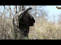 A baby elephant 'waves' hello