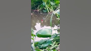 Câu cá rô đồng mùa nước nổi@tanhungmientay #cauca