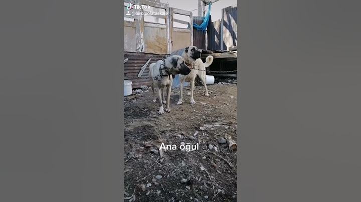 Kangal Anadolu çoban köpeği
