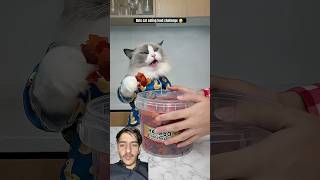 cat funny pets cute experiment asmr crushingtime comedy automobile gadgests short