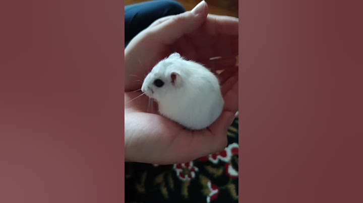 Ничего милее вы сегодня не увидите 😃