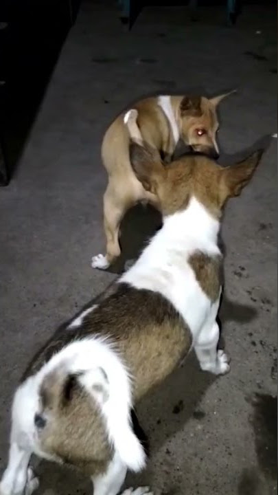 Suara Anjing Bertengkar #Shorts