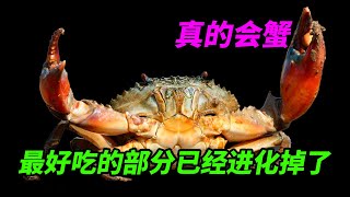 为什么螃蟹是最优形态之一?最好吃的部分已经被进化掉了|Why crabs is perfect?