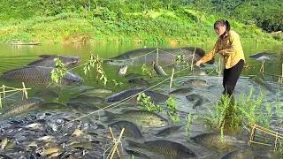 [TIMELAPSE] -- 1635 Days Traditional Fishing To Catch 15kg Of Carp In Lake